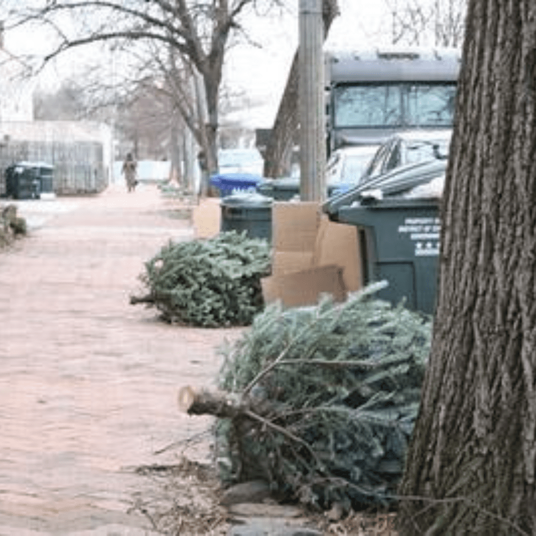 Christmas Tree Removal
