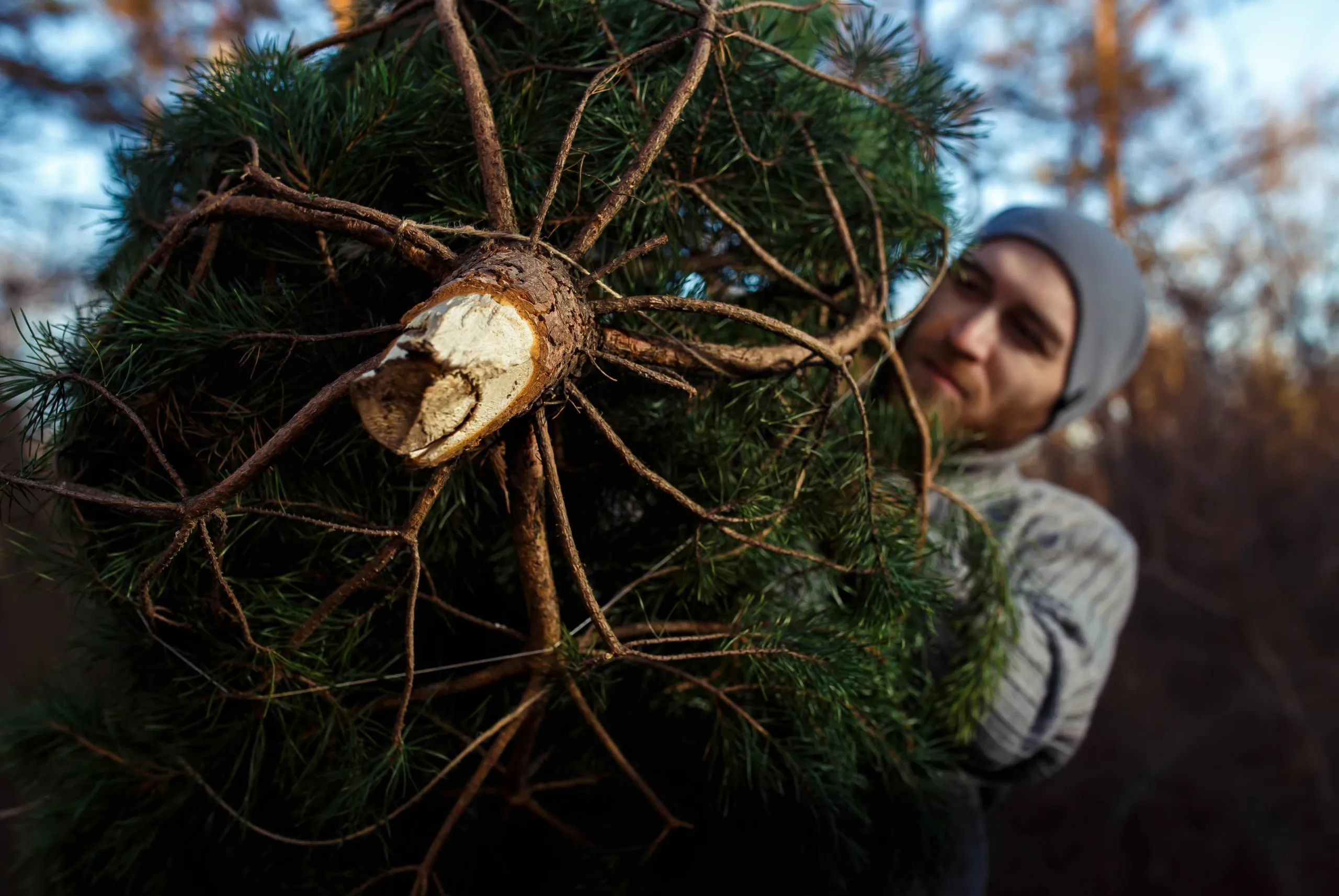 Christmas Tree Removal