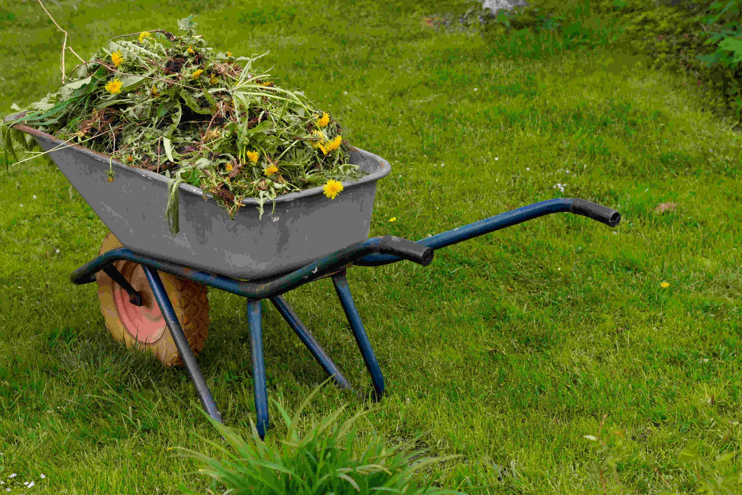 Yard Waste Pickup and Disposal Service